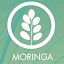 moringa1